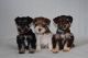 Schnauzer Puppies for sale in Los Angeles, California. price: $400