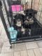 Schnauzer Puppies for sale in Coral Gables, Florida. price: NA