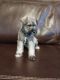 Schnauzer Puppies for sale in Belton, Texas. price: $500