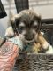 Schnauzer Puppies for sale in White Oak, Georgia. price: $900