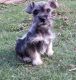 Schnauzer Puppies for sale in Montgomery, AL, USA. price: $500