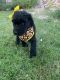 Schnoodle Puppies for sale in Aurora, CO, USA. price: $1,300