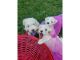 Schnoodle Puppies for sale in Boston, MA, USA. price: NA