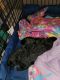 Schnoodle Puppies for sale in Grand Junction, CO, USA. price: $1,400