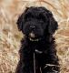 Giant Schnoodle Puppies