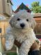 Schnoodle Puppies for sale in Solano County, CA, USA. price: $1,200