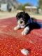 Schnoodle Puppies for sale in San Diego, CA, USA. price: $1,700