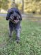 Schnoodle Puppies for sale in Houston, TX, USA. price: NA