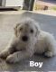 Schnoodle Puppies for sale in Orange County, CA, USA. price: $500
