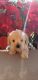 Schnoodle Puppies for sale in Spring Hill, FL, USA. price: $990