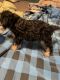 Schnoodle Puppies for sale in Clermont, FL, USA. price: $800