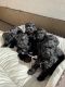 Schnoodle Puppies for sale in Murrieta, CA 92563, USA. price: $650
