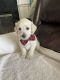 Schnoodle Puppies for sale in Clermont, FL, USA. price: $1,000