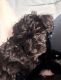 Schnoodle Puppies for sale in Parker, CO, USA. price: $2,500