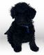 Schnoodle Puppies for sale in Gallatin, MO 64640, USA. price: $2,500