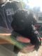 Schnoodle Puppies for sale in Des Moines, IA, USA. price: $800