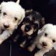 Schnoodle Puppies for sale in Los Angeles, CA 90005, USA. price: $400