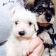 Schnoodle Puppies for sale in Los Angeles, CA 90005, USA. price: $400