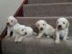 Schnoodle Puppies for sale in Boston, MA 02114, USA. price: NA