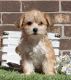 Schnoodle Puppies for sale in Houston, TX 77012, USA. price: NA