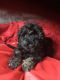 Schnoodle Puppies for sale in Atlanta, GA, USA. price: NA