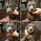 Schnoodle Puppies for sale in Rocklin, CA, USA. price: $1,000