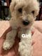 Schnoodle Puppies for sale in Commerce City, CO, USA. price: $200