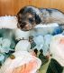 Schnoodle Puppies for sale in Aurora, CO, USA. price: $1,100