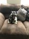 Schnoodle Puppies for sale in NJ-41, Deptford Township, NJ, USA. price: NA
