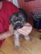 Schnorkie Puppies for sale in State Hwy 48, Castle, OK, USA. price: $300