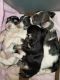 Schnorkie Puppies for sale in Palm Bay, FL 32908, USA. price: $1,900
