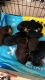 Schnorkie Puppies for sale in Victorville, CA, USA. price: $400