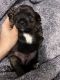 Schnorkie Puppies for sale in 1002 NW 208th Terrace, Miami Gardens, FL 33169, USA. price: $700