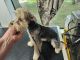 Schnorkie Puppies for sale in North Reading, MA 01864, USA. price: $1,100