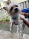 Schnorkie Puppies for sale in Fort Lauderdale, FL, USA. price: NA