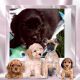 Schweenie Puppies for sale in Rockingham County, VA, USA. price: NA