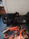 Schweenie Puppies for sale in Rexburg, ID 83440, USA. price: NA