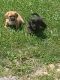Schweenie Puppies for sale in Dayton, VA 22821, USA. price: NA