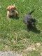 Schweenie Puppies for sale in Rockingham County, VA, USA. price: NA