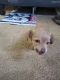 Schweenie Puppies for sale in 3330 N 82nd Ave, Phoenix, AZ 85033, USA. price: NA