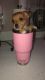 Schweenie Puppies for sale in Ravenna, OH 44266, USA. price: NA