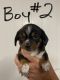 Schweenie Puppies for sale in Alexander Mills, NC 28043, USA. price: NA