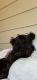 Scoland Terrier Puppies for sale in San Antonio, TX, USA. price: $1,500
