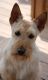 Adorable Scottish Terrier for Adoption