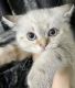Scottish Fold Cats for sale in Fort Myers, FL, USA. price: NA