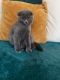 Scottish Fold Cats for sale in Atlanta, GA, USA. price: $650
