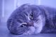 Scottish fold adolt cat Oscar