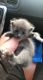 Scottish Fold Cats for sale in Jacksonville, FL, USA. price: $800
