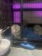 Scottish Fold Cats for sale in Fairburn, GA 30213, USA. price: NA