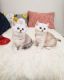 Scottish Fold Cats for sale in Atlanta, GA 30308, USA. price: NA